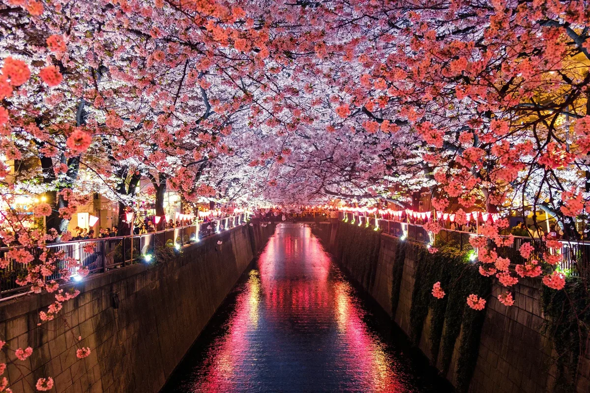 A beautiful pink cherry blossom tree with a river flowing underneath it.